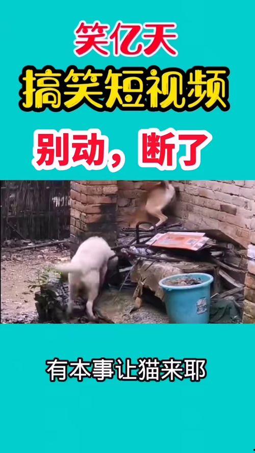 爆料搞笑视频笑死人,让你瞬间忘却烦恼 第1张 爆料搞笑视频笑死人,让你瞬间忘却烦恼 第1张